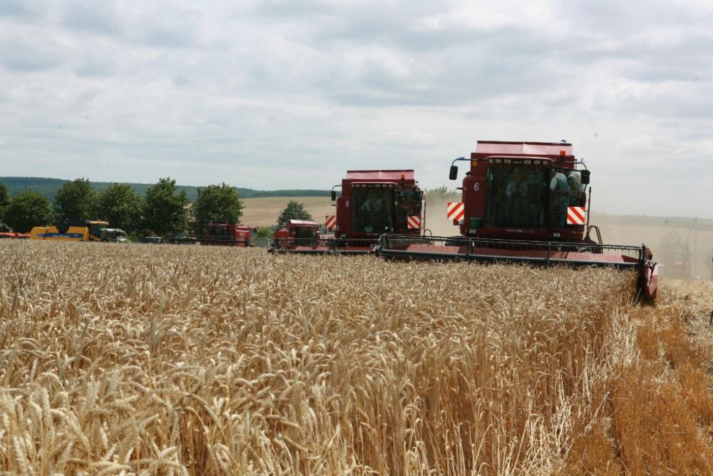乌克兰局势推高小麦价格 全球面包消费者“埋单”