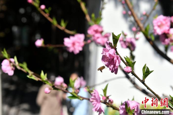 福州乌山迎最美赏花季 桃花樱花次第盛开