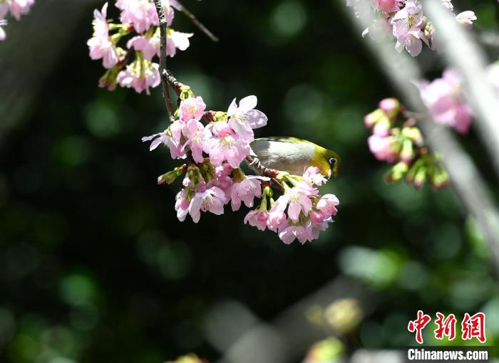 福州乌山迎最美赏花季 桃花樱花次第盛开