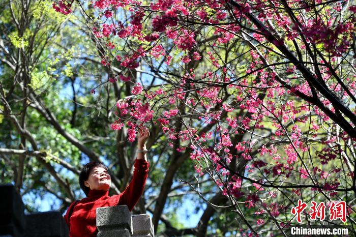 福州乌山迎最美赏花季 桃花樱花次第盛开