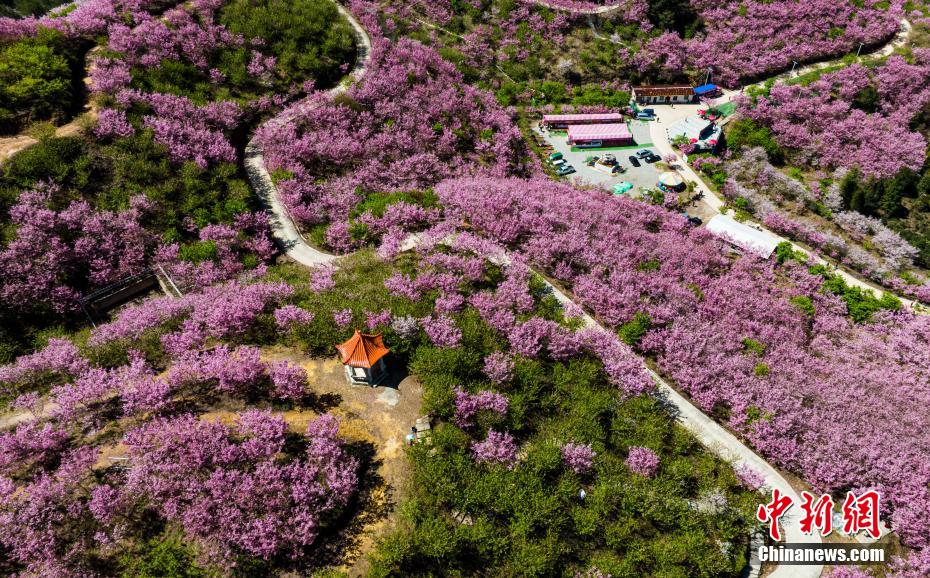 福建清流2000亩近30万株樱花盛开美如画
