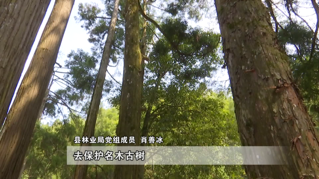 罗源县开展“保护古树名木 弘扬生态文化”宣传活动