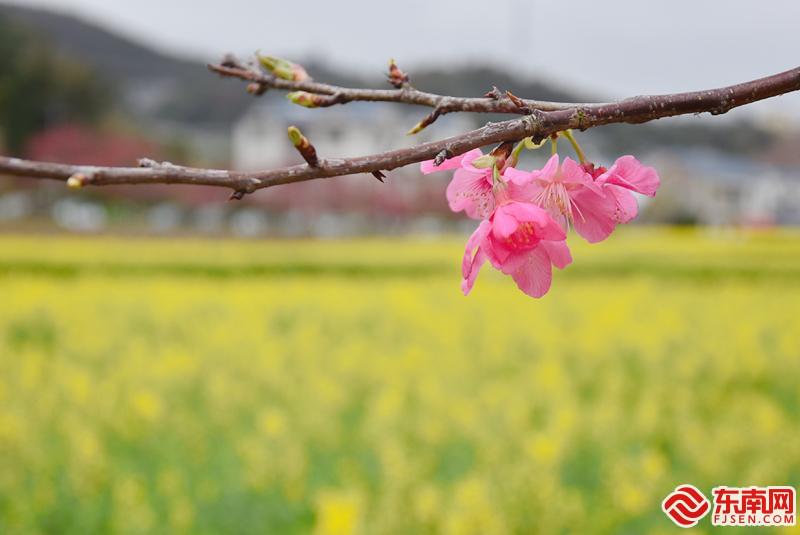 莆田坪盘：满眼油菜花 赴花海盛宴