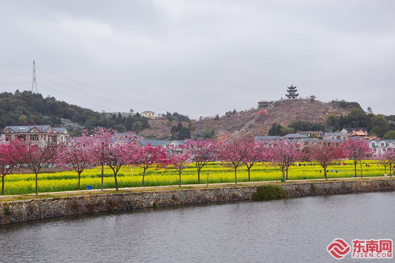 莆田坪盘：满眼油菜花 赴花海盛宴