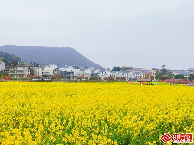 莆田坪盘：满眼油菜花 赴花海盛宴