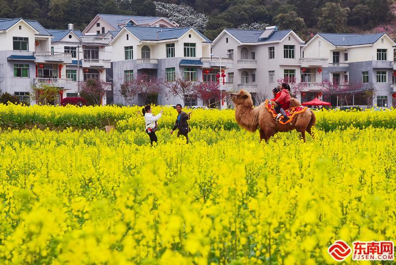 莆田坪盘：满眼油菜花 赴花海盛宴