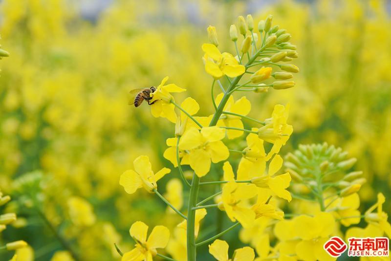 莆田坪盘：满眼油菜花 赴花海盛宴