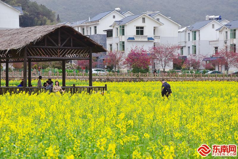 莆田坪盘：满眼油菜花 赴花海盛宴