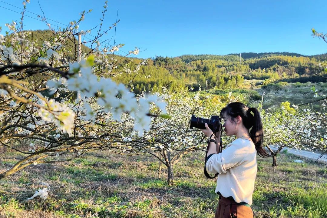 漫山遍野李花开，闽清赏花正当时！