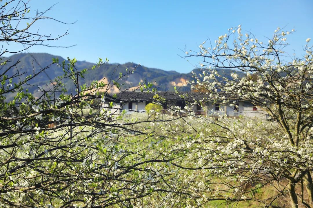 漫山遍野李花开，闽清赏花正当时！