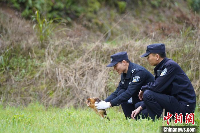 建宁警方及时救助国家二级保护动物猴面鹰