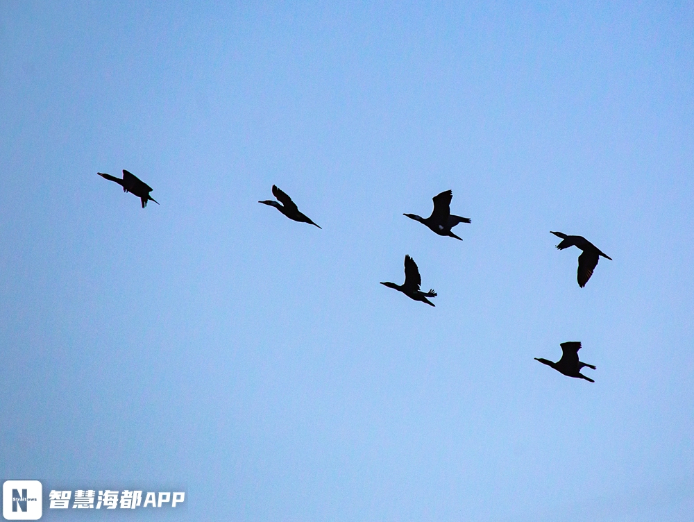 太壮观！大批鸬鹚出现在福州上空