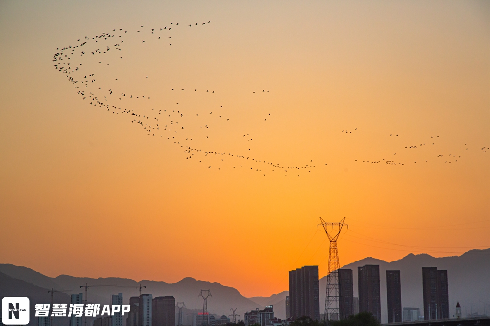 太壮观！大批鸬鹚出现在福州上空