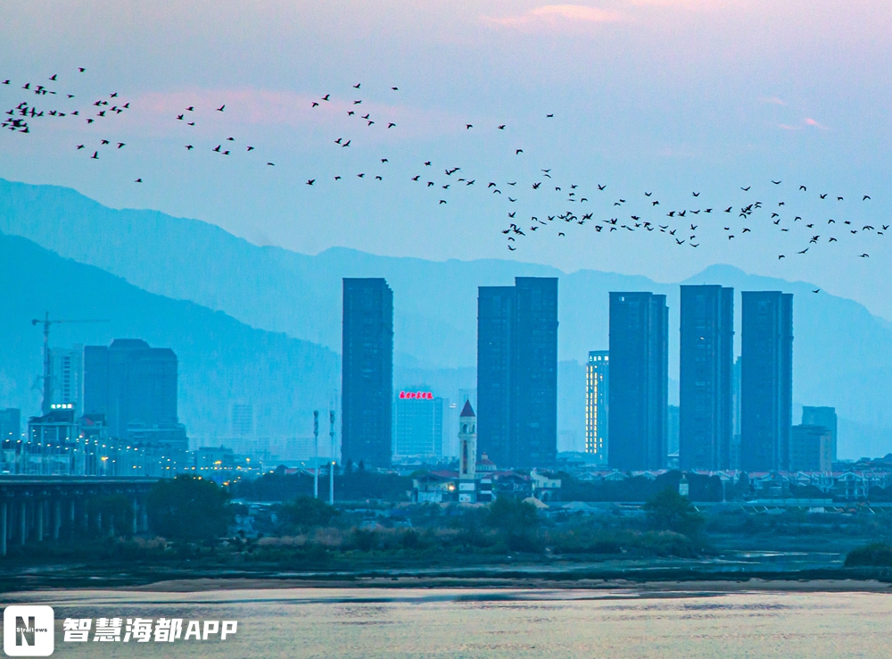 太壮观！大批鸬鹚出现在福州上空