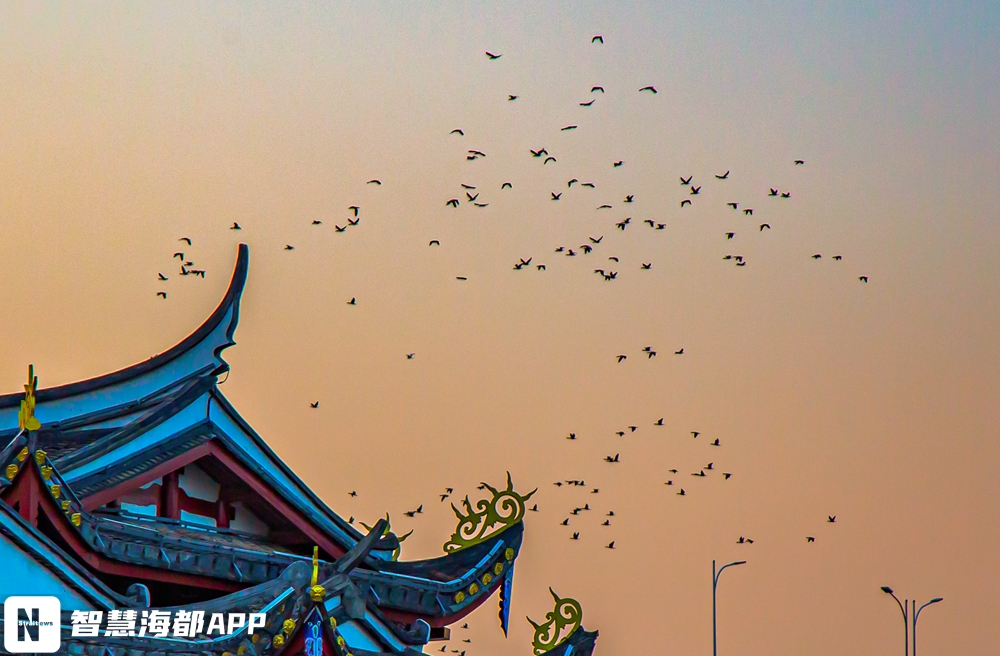太壮观！大批鸬鹚出现在福州上空