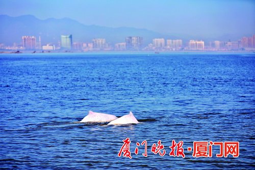 厦门海洋环境越来越好 中华白海豚频频现身