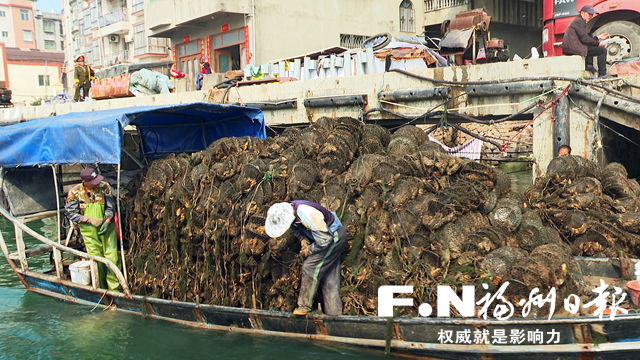 连江下屿村4000亩三倍体牡蛎喜获丰收 预估产值1亿多元