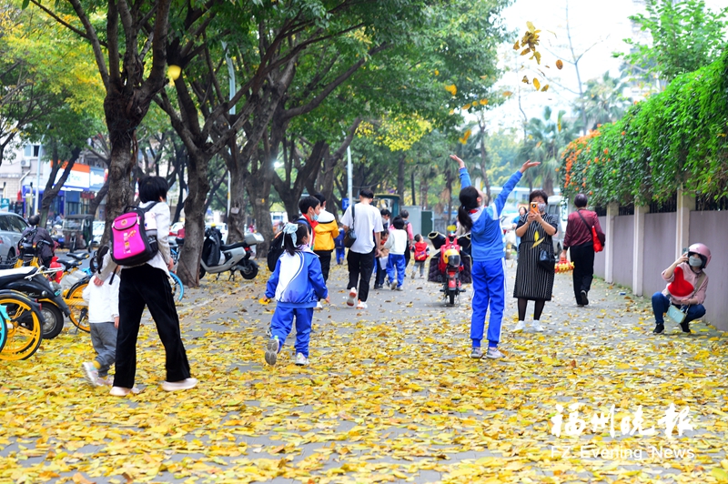满地“金秋叶” 一派好春光！福州街头落叶刷屏朋友圈