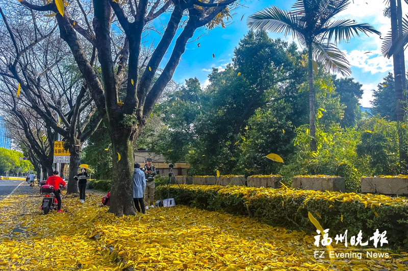 满地“金秋叶” 一派好春光！福州街头落叶刷屏朋友圈