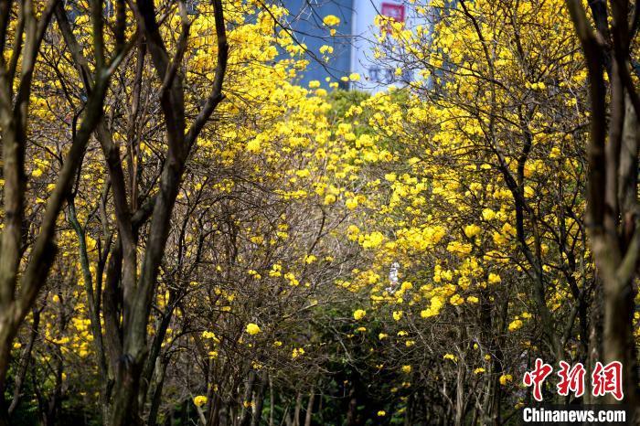 福州：黄花风铃木盛开美如画