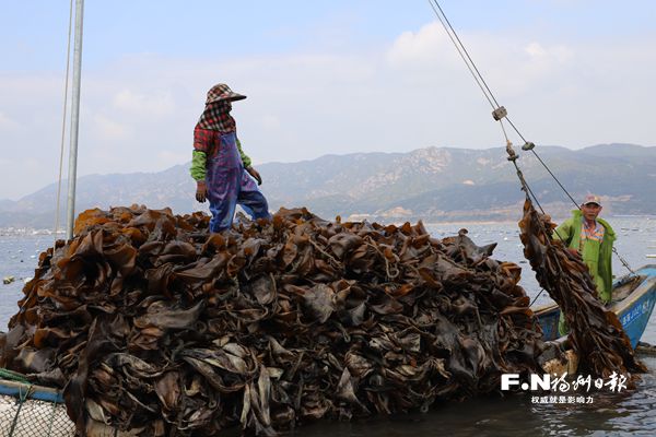 连江自主研发优质海带种苗，渔民收入有望翻番