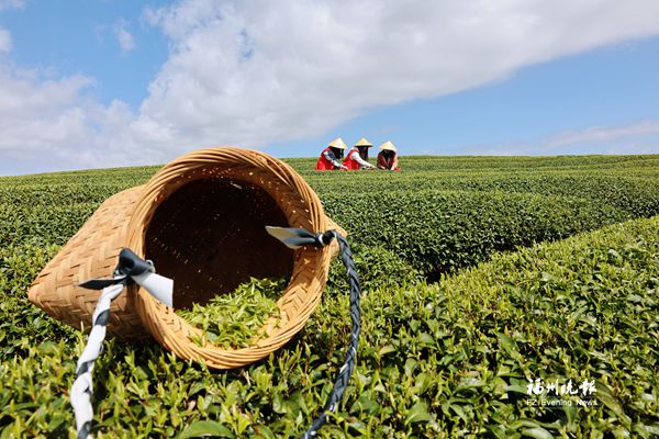 “云上茶乡”2万亩春茶开采