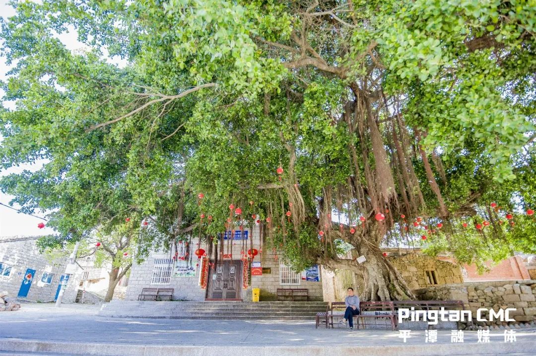 平潭300岁古榕树与台湾的故事，你知道吗？