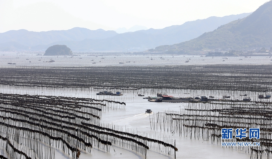 福建霞浦：丰收的场景，真美！