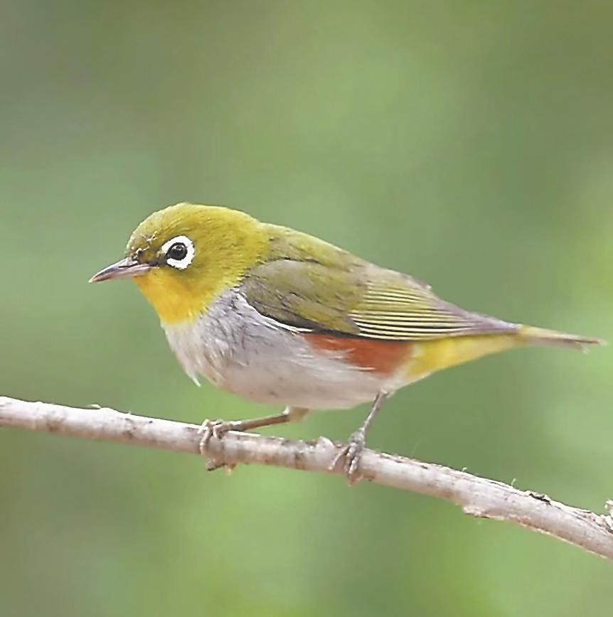 武夷山国家公园鸟类增至393种
