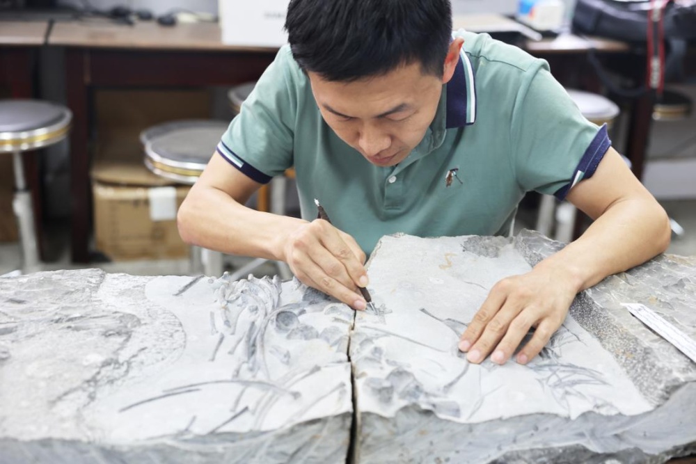 长达3米、外形憨萌，科研团队发现新鱼龙化石