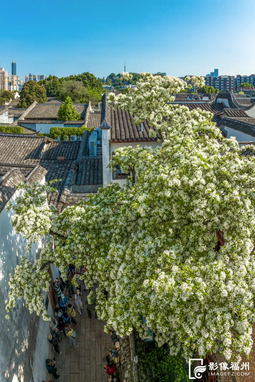 请收藏！福州春日赏花图鉴！