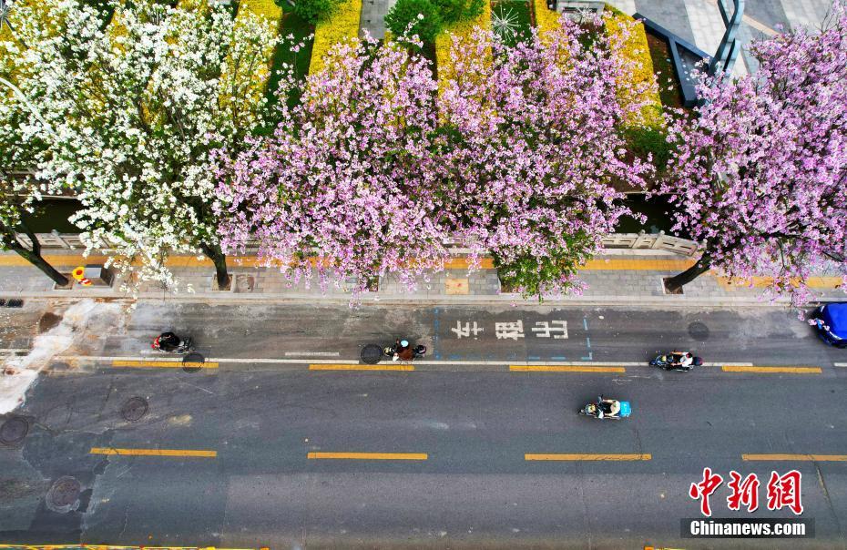 福州：羊蹄甲花盛开 马路变“花道”