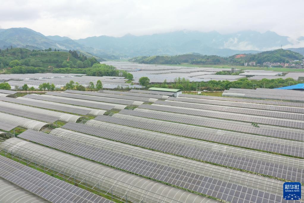 福建政和：发展特色农业 助力乡村振兴