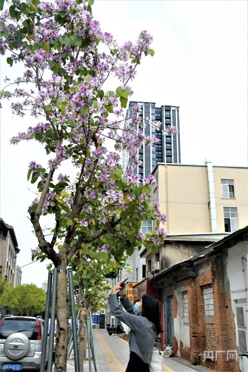 花开榕城｜满城“尽带”羊蹄甲 游客纷纷赏花来