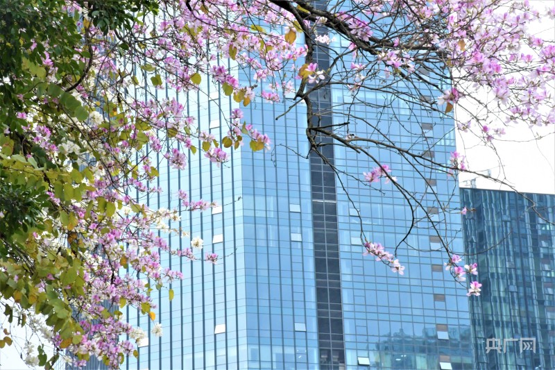 花开榕城｜满城“尽带”羊蹄甲 游客纷纷赏花来