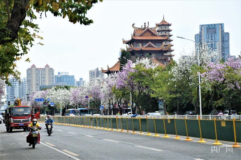 花开榕城｜满城“尽带”羊蹄甲 游客纷纷赏花来