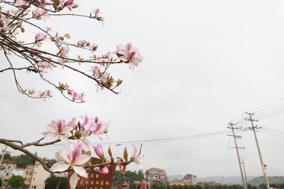 绝美！春到连江，花开正盛！