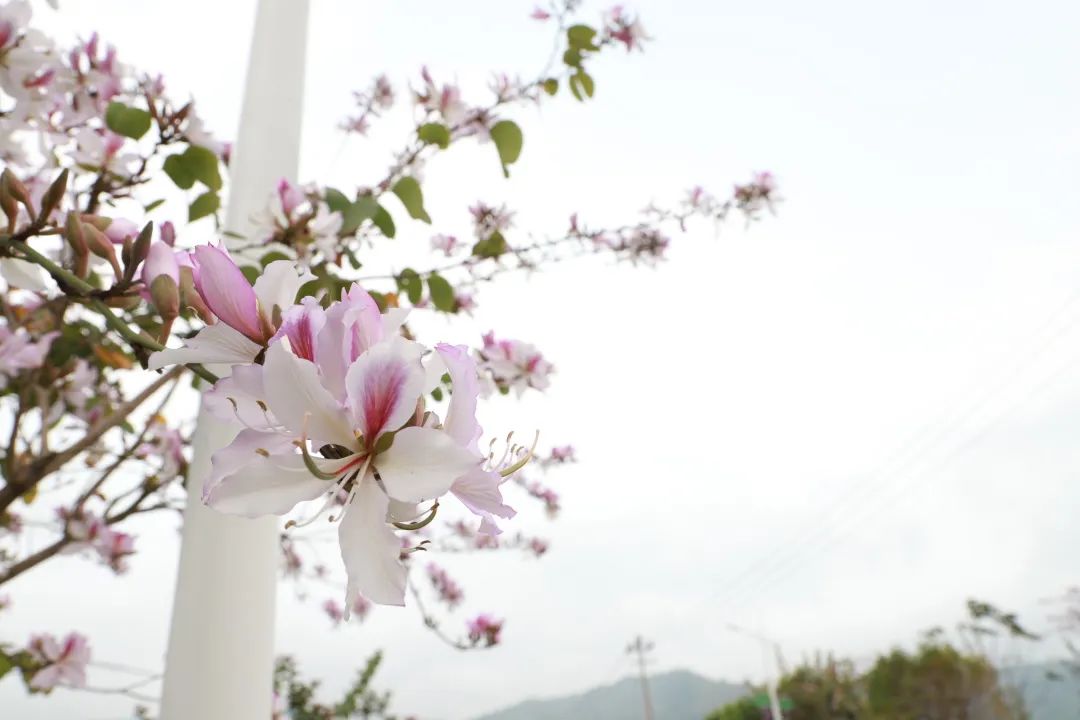绝美！春到连江，花开正盛！