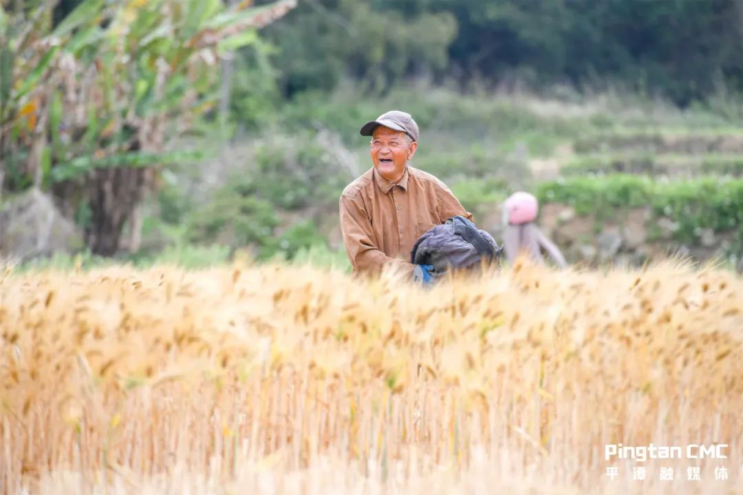 风吹麦浪！平潭这个地方真美