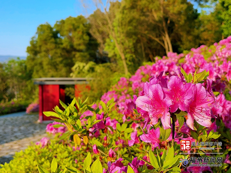 福州：城里城外 杜鹃山走红