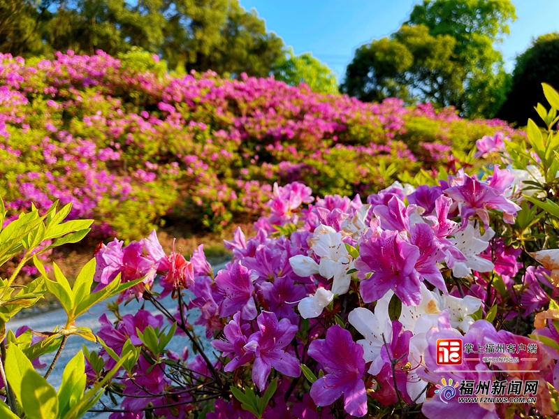 福州：城里城外 杜鹃山走红