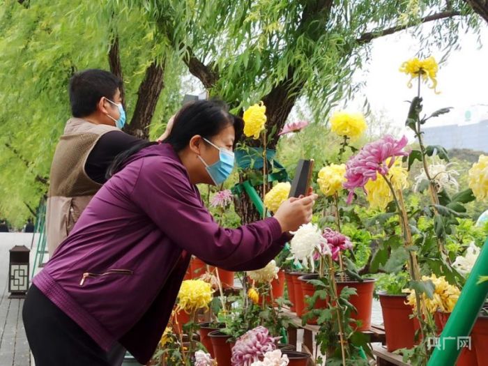 花开榕城｜赏春菊！福州千余株菊花齐绽放