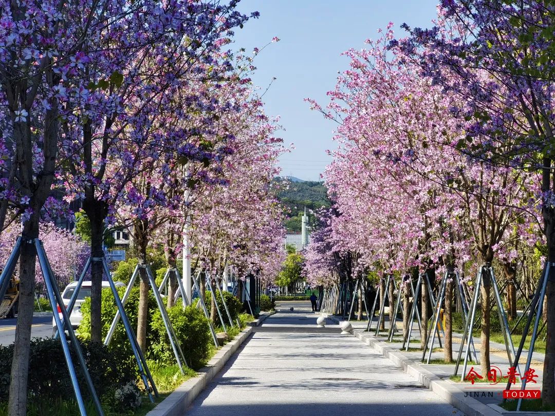 追新看点｜最美人间四月天，一起来寻找福州春的颜色吧
