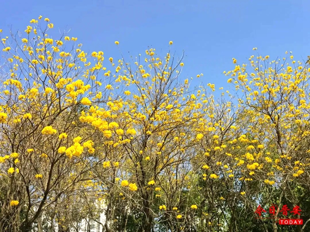 追新看点｜最美人间四月天，一起来寻找福州春的颜色吧