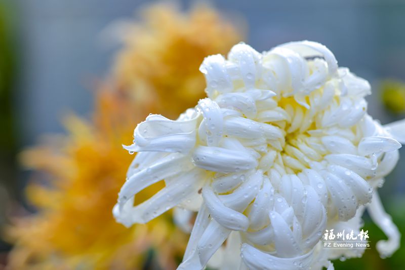 西湖公园春季菊花展将持续至5月中旬