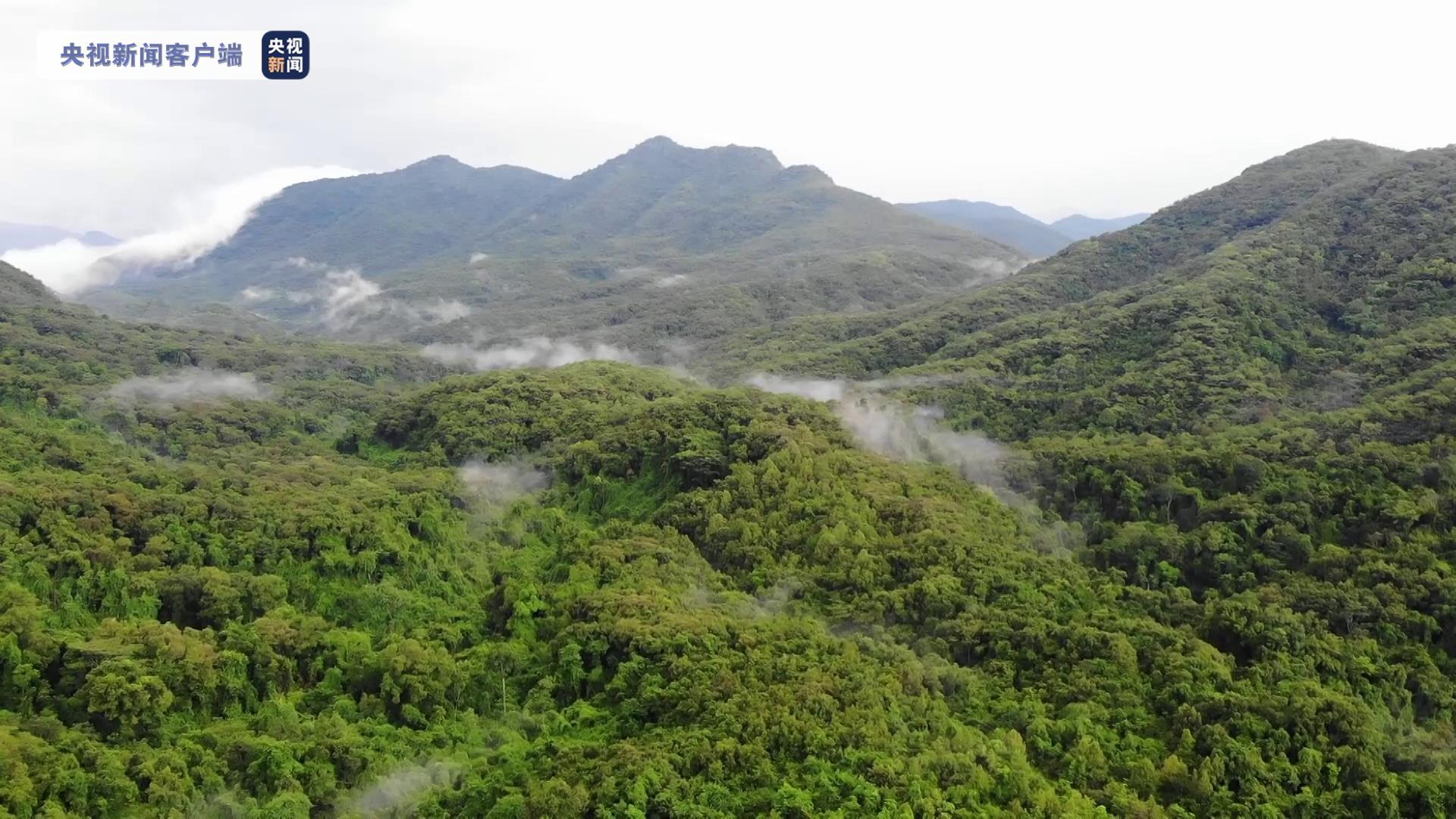 经专家组初步论证,海南省申遗潜力区域位于海南热带雨林国家公园的