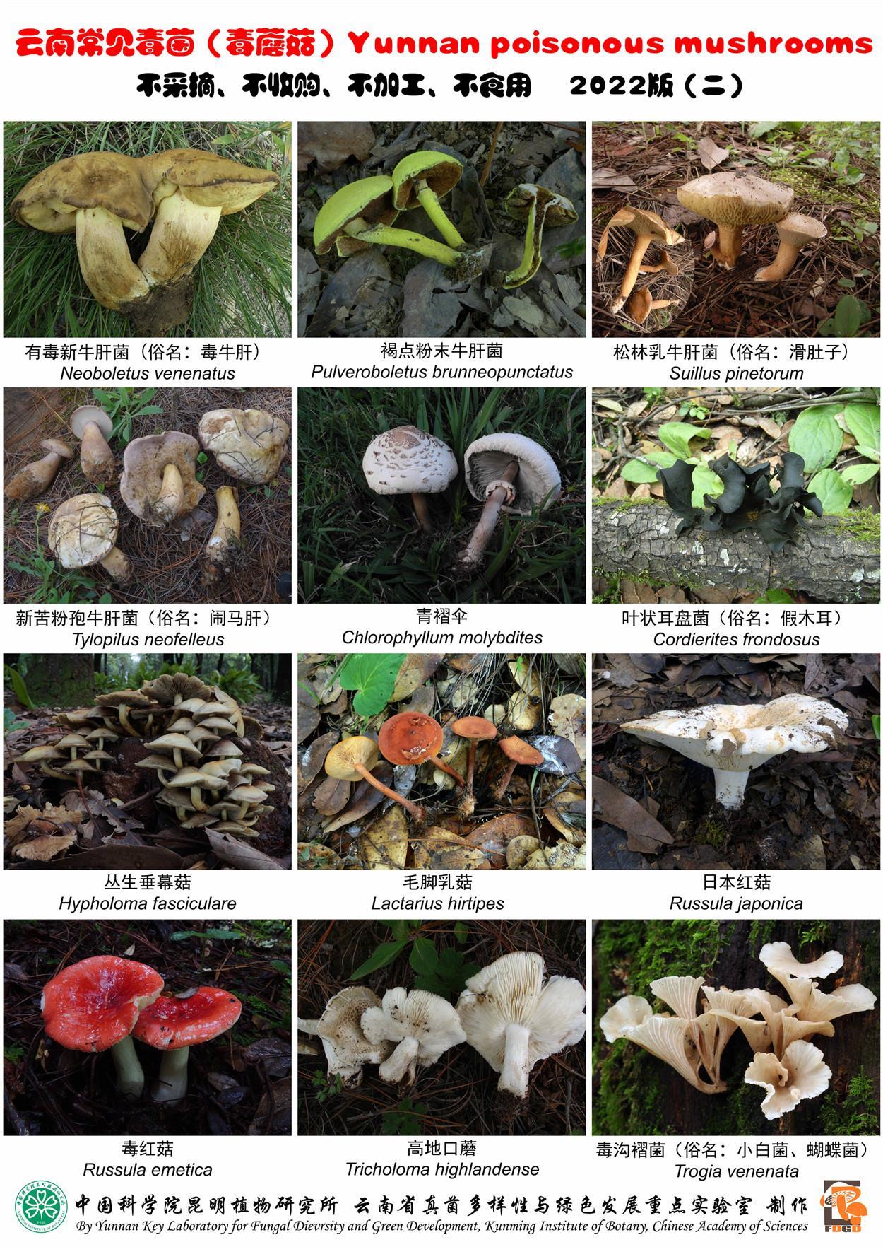 这24种云南常见毒蘑菇，不采不买不吃！