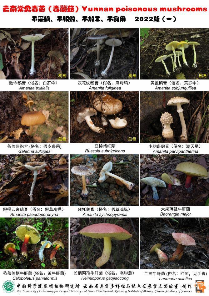 这24种云南常见毒蘑菇，不采不买不吃！
