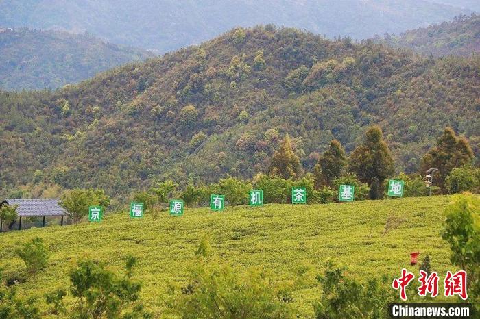 “靠山吃山” 福建山村捧出“金饭碗”