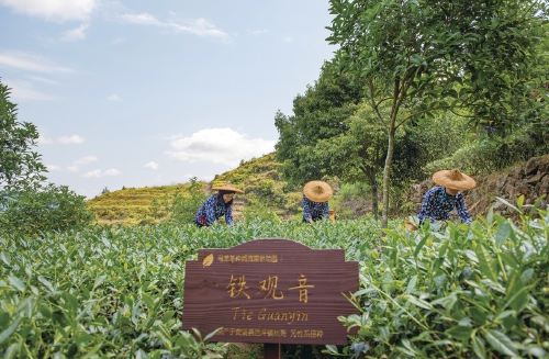 千年茗品味更香——安溪铁观音的品牌破困之路